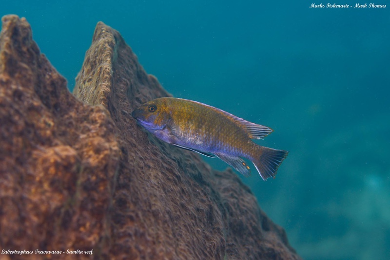 Labeotropheus trewavasae 'Sambia Reef'
